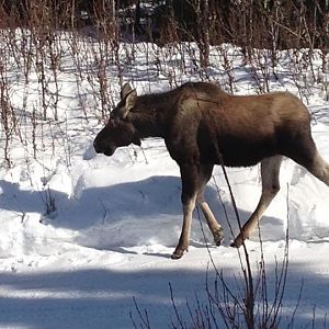 Moose - Alaska