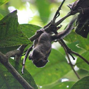 Himalayan striped squirrel (Tamiops macclellandii)