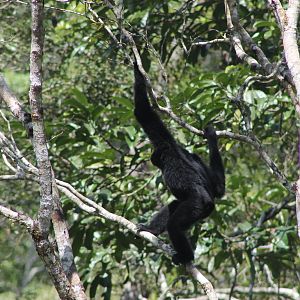 siamang (Symphalangus syndactylus)