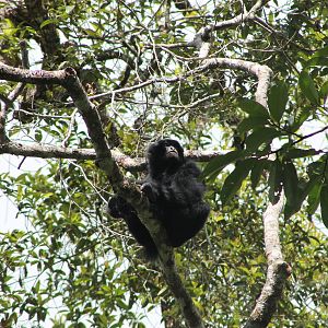siamang (Symphalangus syndactylus)