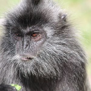 silvered langur (Trachypithecus cristatus)
