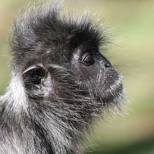 silvered langur (Trachypthecus cristatus)