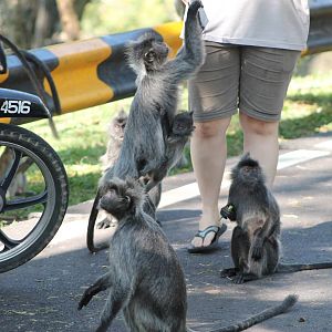 silvered langurs (Trachypithecus cristatus)