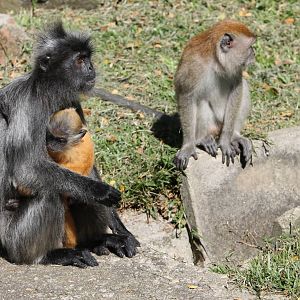 silvered langurs and crab-eating macaque