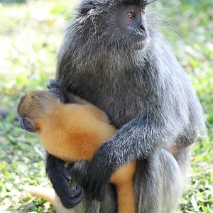 silvered langurs (Trachypithecus cristatus)