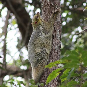 colugo (Cynocephalus variegatus)