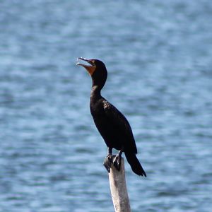 Double-crested cormorant