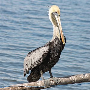 Brown pelican adult
