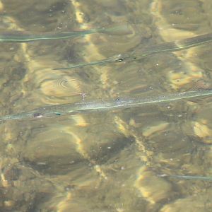 Needlefish species
