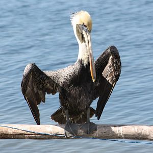 Brown pelican adult