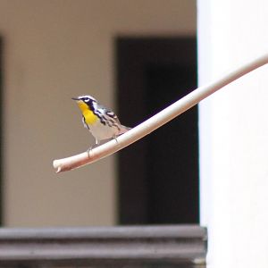 Yellow-throated warbler