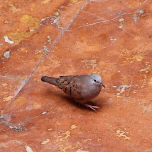 Ruddy ground dove