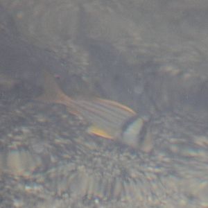 Porkfish Anisotremus virginicus