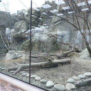 Snow Leopard Exhibit - Jan. 2014