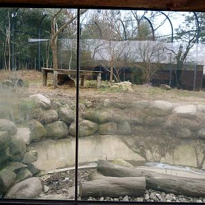 Lion Exhibit - January 2014
