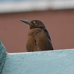Grackle species ID