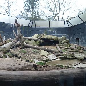 Sloth Bear Exhibit - January 2014