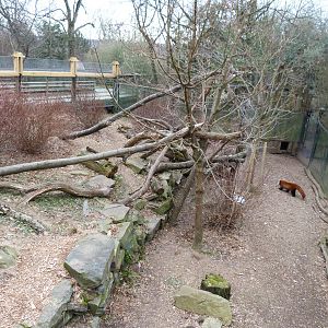 Red Panda Exhibit - January 2014