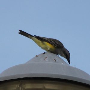 Kingbird species ID