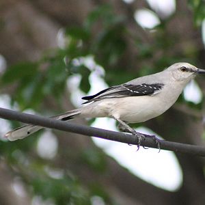 Northern mockingbird