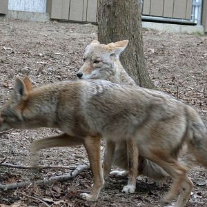 Coyote Pair
