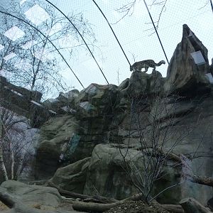 Snow Leopard Exhibit