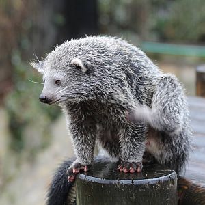 Young Binturong - Jan 2014