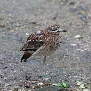 Eurasian Stone Curlew - Jan 2014