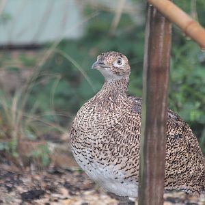 Little Bustard - Jan 2014