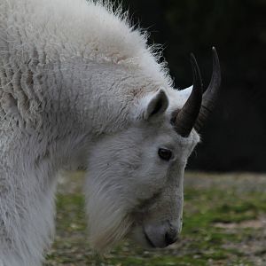 Rocky Mountain Goat - Jan 2014