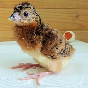 Blue billed currasow chick  CR, Endemic