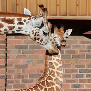 Giraffe calf, Kanzi - October 2012