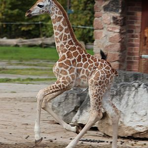 Giraffe calf, Kanzi - October 2012