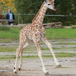 Giraffe calf, Kanzi - October 2012