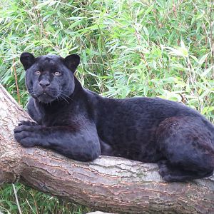 goshi the black jaguar