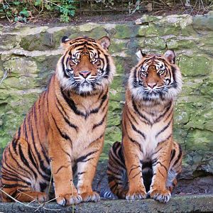 joao & daseep together