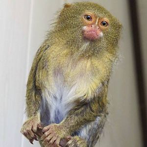 pygmy marmaset