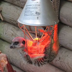 meerkat keeping warm