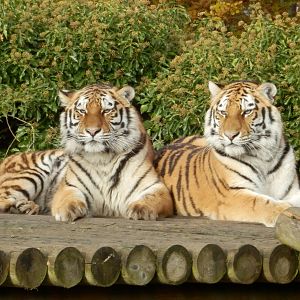 beautiful female amur tigers siberia & aleena
