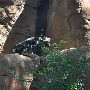 African Wild Dog