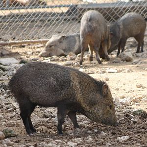 Collared peccaries