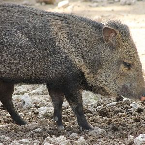 Collared peccary