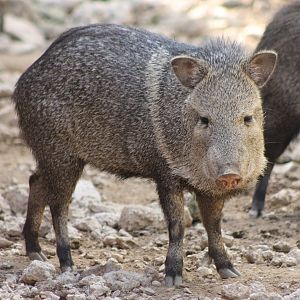Collared peccary