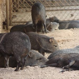 Collared peccaries