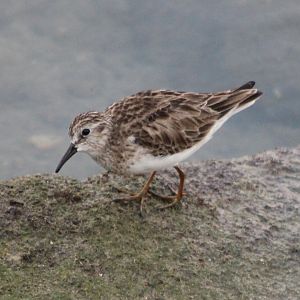 Plover ID