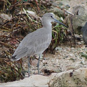 Plover ID