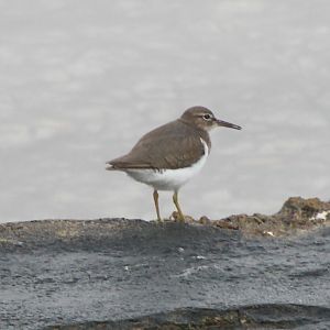 Spotted sandpiper