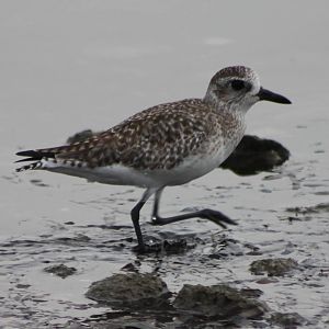 Grey plover
