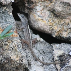 Anolis ID