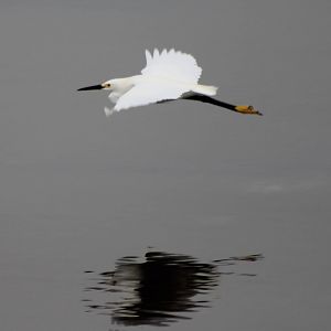 Snowy egret